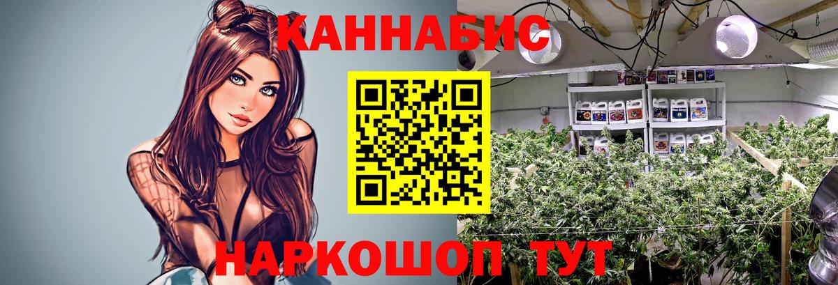 Шишки марихуана сатива Кизляр